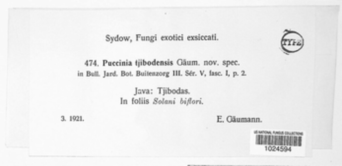 Puccinia tjibodensis image